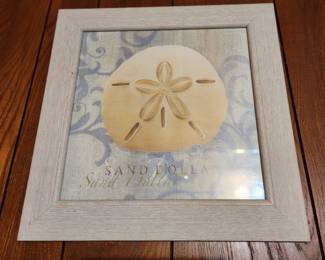 Sand Dollar Shell Picture