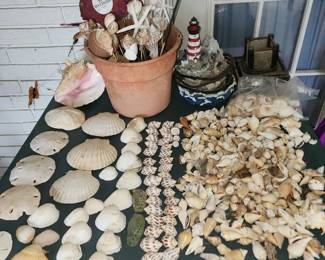 Nice Shell Collection