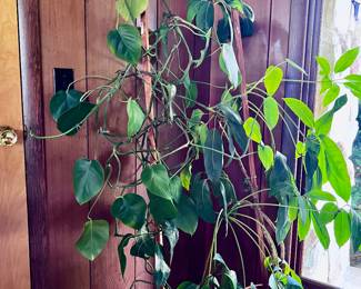 PLANTS PLANTS AND MORE PLANTS