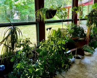 ROOM OF PLANTS THAT NEED A NEW HOME