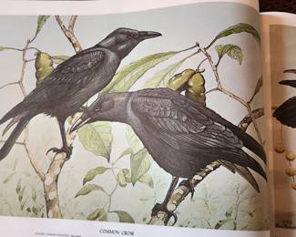 2 large vintage book of birds