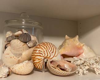 Seashells 