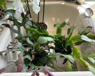 Beautiful plants, pots, patio furniture and yard art.