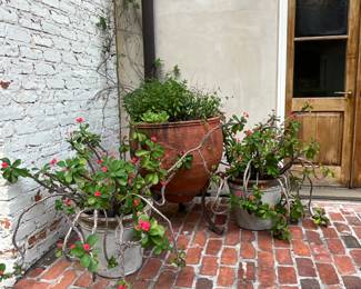 Large “Christs Crown” blooming cactus plants in pots-$200 ea