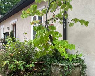 Mature Weeping Redbud (Cersei’s Canadensis) in large pot (tree is 6ft tall ) in large concrete pot(36 dia. X 26” tall)-$600