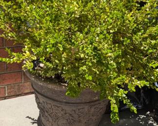 Boxwood Planter