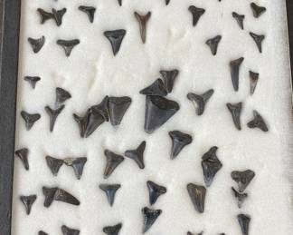 Sharks Teeth