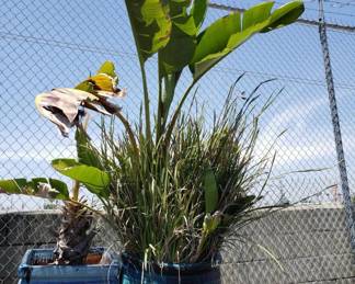 Lot # : 194 - Live plants in glazed terracotta pot