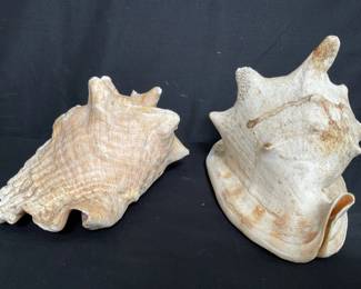 Lot # : 390 - Pair of seashells 8" x 7” x 5.5”, weight: 9.4
