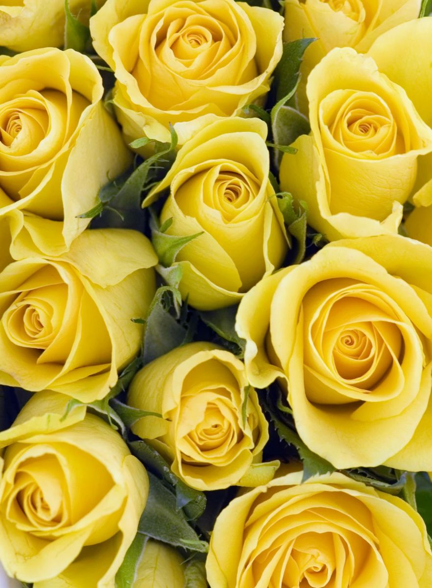 Brighton Place Alvin Estate Sale Blue Family starts on 6/28/2024