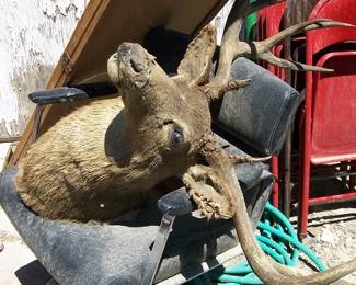 Old Deer Mount