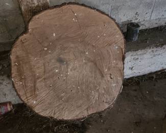 Cut slab of a tree with live edge