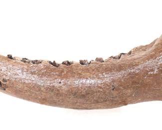 Wonderful Preserved Cave Bear Mandible w/Teeth