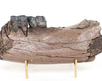 Fantastic Preserved Wooly Rhino Jaw with Teeth