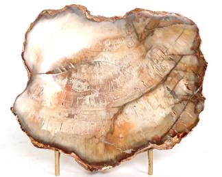 Gorgeous Petrified Wood Slab w/Stand