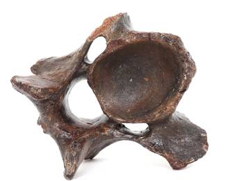 Ancient Woolly Mammoth Vertebra