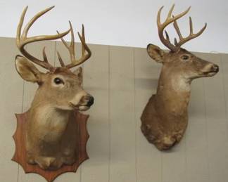 Taxidermy Deer Heads