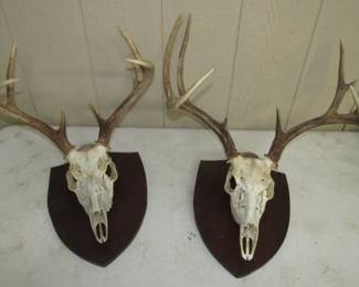Deer Skulls & Antlers