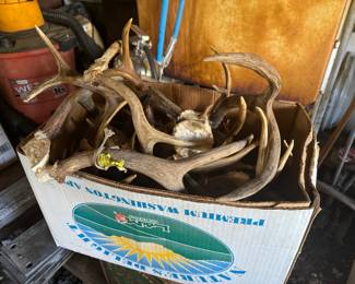 Assortment of Deer Antlers