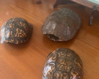 Tortoise shells Faux