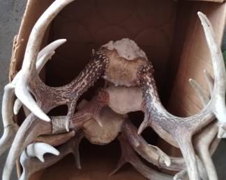 Antlers 