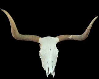 Steer skull