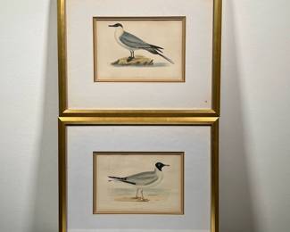 (2PC) PAIR BIRD PRINTS | Including Buffon’s Skua and Laughing Gull, in gilt frames, 5 x 7 in. sight. - l. 14.25 x w. 12 in
