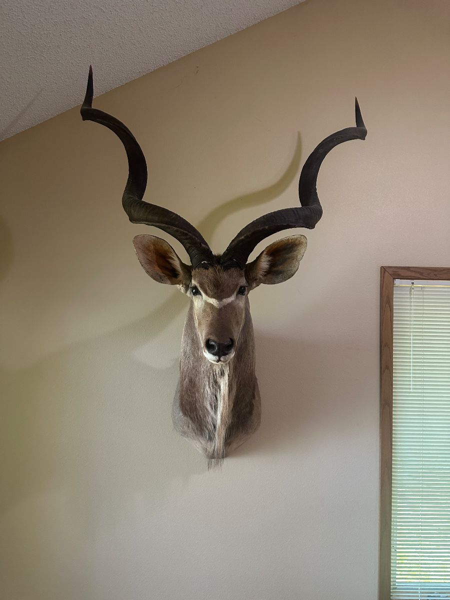 African Greater Kudu Taxidermy Shoulder Mount