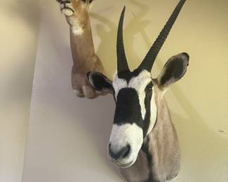 Gemsbok Mount  & Impala Mount