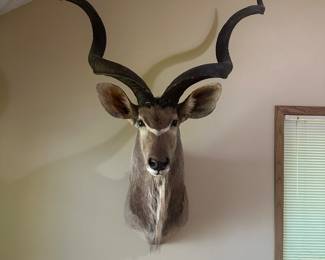 African Greater Kudu Taxidermy Shoulder Mount