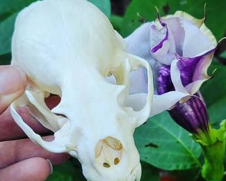 skull taxidermy curio oddities 