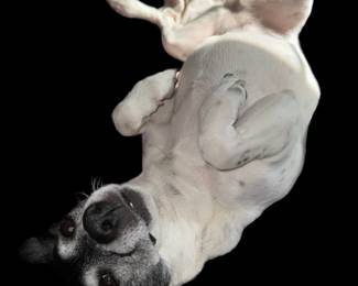 Just chillin’… pup NFS