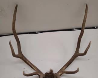 Elk horns