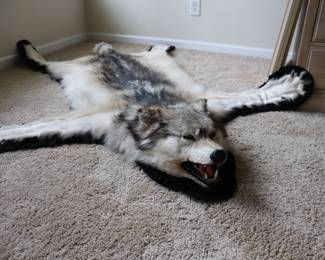 ALASKAN GRAY WOLF FULL RUG TAXIDERMY... ethically sourced from sustainable sources such as Museums, Estates & Nature Centers.  Not hunted.  