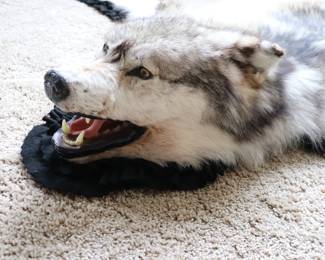 ALASKAN GRAY WOLF FULL RUG TAXIDERMY... ethically sourced from sustainable sources such as Museums, Estates & Nature Centers.  Not hunted.  