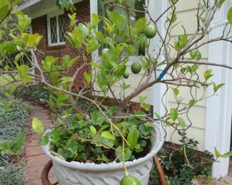 Lime Tree / Yes they are real!
