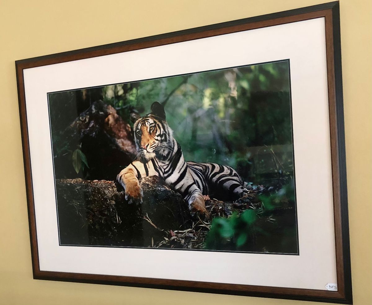 Thomas Mangelsen signed Limited Edition “Light in the Forest” 30” x 45” matted and framed print.