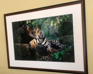 Thomas Mangelsen signed Limited Edition “Light in the Forest” 30” x 45” matted and framed print.