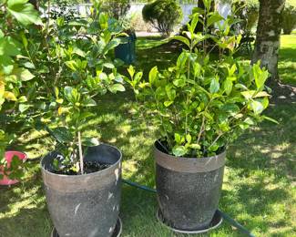 Two Potted Gardenia's