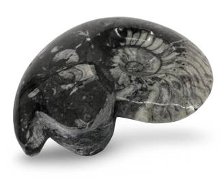 Polished Spiral Fossil Goniatite Sculpture