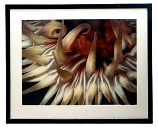 Doug Cummings "Sea Anemone #2" Photograph