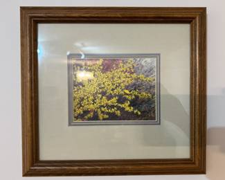 Golden Spring by Jim Gray