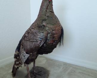 Taxidermy - Wild Turkey