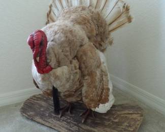 Taxidermy - Very Rare Bronze Gobbler from New Zealand