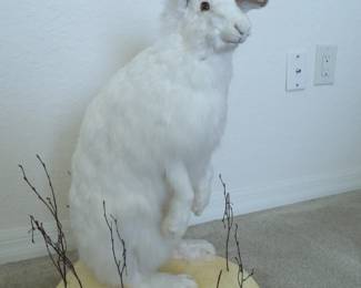Taxidermy - Huge Canadian Arctic Hare