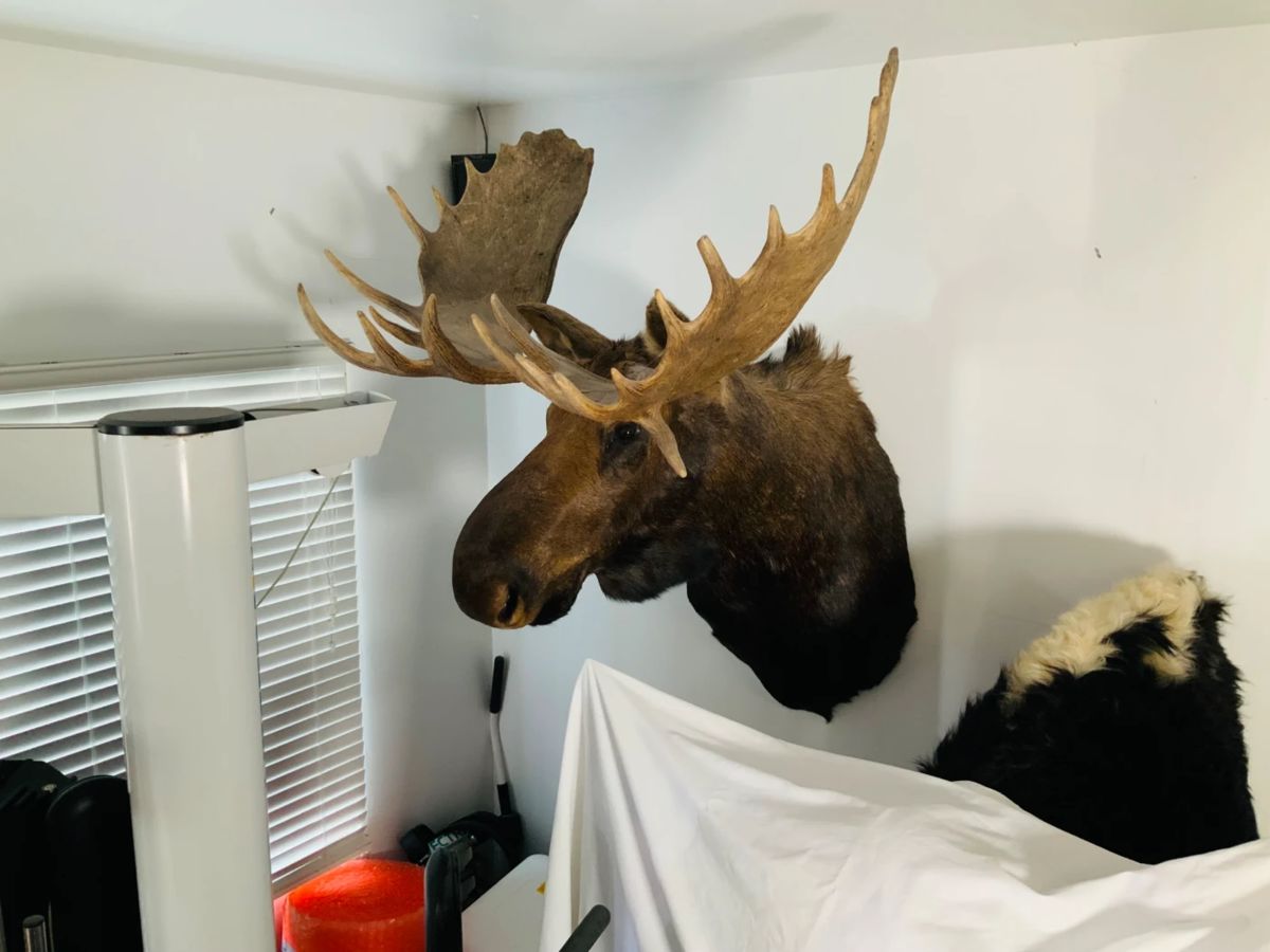 Taxidermy Moose Shoulder Mount