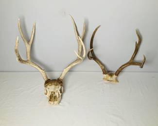 Two Pair of Deer Antlers