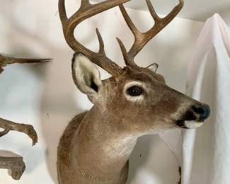 Taxidermy Mule Deer Shoulder Mount