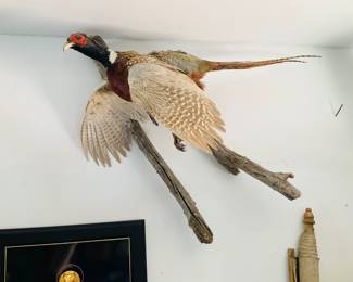 Taxidermy "Flying" Pheasant