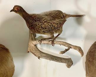 Taxidermy Pheasant Mount